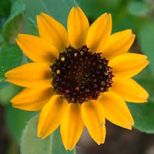 Image result for Sanvitalia procumbens