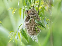 Attēlu rezultāti vaicājumam “Remiz pendulinus nest”
