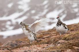 Attēlu rezultāti vaicājumam “Lagopus lagopus female”