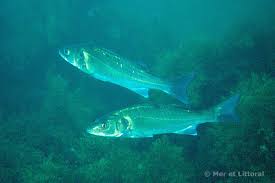 Image result for Dicentrarchus labrax