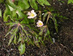 Attēlu rezultāti vaicājumam “Podophyllum hexandrum flower”