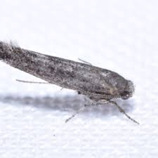 Attēlu rezultāti vaicājumam “Epermeniidae”