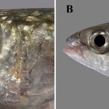 Image result for Chelon dumerili