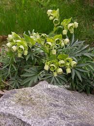 Image result for Helleborus foetidus