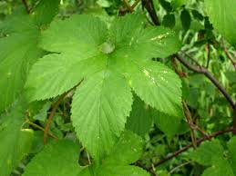 Attēlu rezultāti vaicājumam “Humulus lupulus”