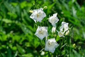 Attēlu rezultāti vaicājumam “Campanula persicifolia leaf”