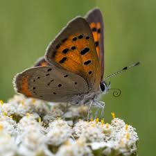 Attēlu rezultāti vaicājumam “Lycaena phlaeas underside”