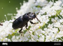 Attēlu rezultāti vaicājumam “Sinodendron cylindricum female”