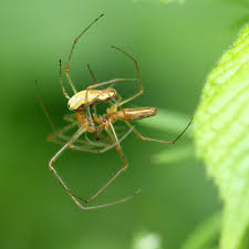 Attēlu rezultāti vaicājumam “Tetragnatha extensa”