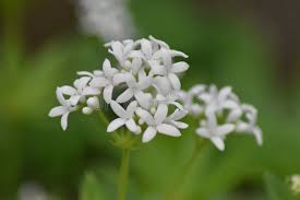 Attēlu rezultāti vaicājumam “Galium odoratum flower”