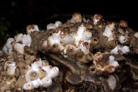 Attēlu rezultāti vaicājumam “Agathomyia wankowiczii”