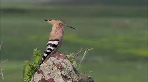 Attēlu rezultāti vaicājumam “Upupa epops adult”