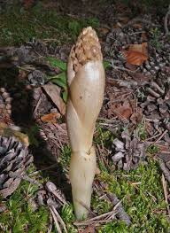 Attēlu rezultāti vaicājumam “Neottia nidus-avis bud”