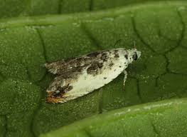 Attēlu rezultāti vaicājumam “Ancylis laetana”