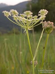 Attēlu rezultāti vaicājumam “Laserpitium prutenicum”