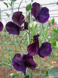 Attēlu rezultāti vaicājumam “Lathyrus”