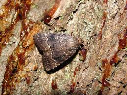 Attēlu rezultāti vaicājumam “Amphipyra pyramidea”