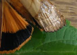 Attēlu rezultāti vaicājumam “Noctua fimbriata imago”