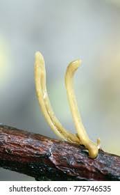 Attēlu rezultāti vaicājumam “Macrotyphula fistulosa var. contorta”