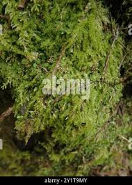 Attēlu rezultāti vaicājumam “Pseudotaxiphyllum elegans macro”