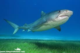 Image result for Galeocerdo cuvier