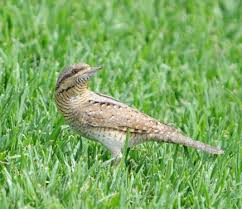 Attēlu rezultāti vaicājumam “Jynx torquilla adult”