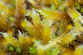 Attēlu rezultāti vaicājumam “Brachythecium albicans”