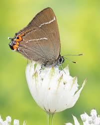 Attēlu rezultāti vaicājumam “Satyrium w-album underside”