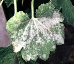 Attēlu rezultāti vaicājumam “Erysiphe galeopsidis”