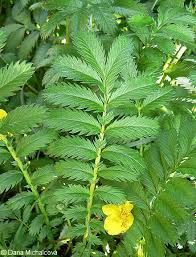 Attēlu rezultāti vaicājumam “Argentina anserina leaf”