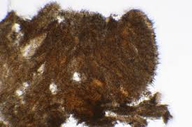 Attēlu rezultāti vaicājumam “Mycoacia fuscoatra”