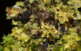 Attēlu rezultāti vaicājumam “Xanthoriicola physciae”