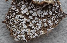 Attēlu rezultāti vaicājumam “Diderma cinereum spores”