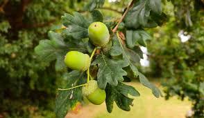 Attēlu rezultāti vaicājumam “Quercus robur fruit”