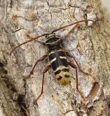 Attēlu rezultāti vaicājumam “Plagionotus detritus imago”