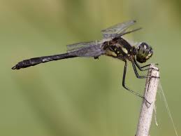 Attēlu rezultāti vaicājumam “Sympetrum danae”