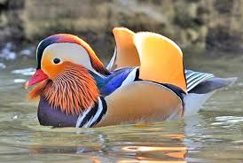 Attēlu rezultāti vaicājumam “Aix galericulata”