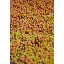 Attēlu rezultāti vaicājumam “Sedum hispanicum fruit”