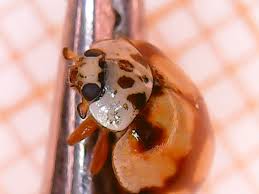 Attēlu rezultāti vaicājumam “Myrrha octodecimguttata”