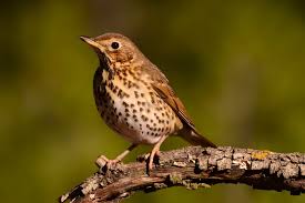 Attēlu rezultāti vaicājumam “Turdus philomelos adult”