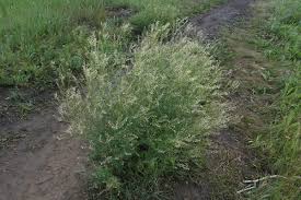 Attēlu rezultāti vaicājumam “Melilotus wolgicus”