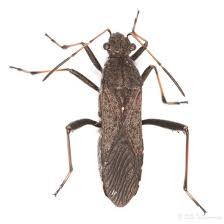 Attēlu rezultāti vaicājumam “Alydus calcaratus”