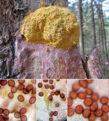 Attēlu rezultāti vaicājumam “Fuligo septica var. flava spores”