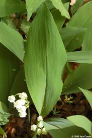 Attēlu rezultāti vaicājumam “Convallaria majalis leaf”