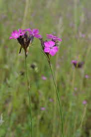 Image result for Dianthus carthusianorum
