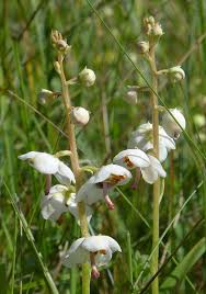 Attēlu rezultāti vaicājumam “Pyrola rotundifolia fruit”
