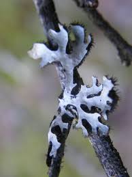 Attēlu rezultāti vaicājumam “Parmelia sulcata”