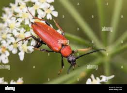 Attēlu rezultāti vaicājumam “Leptura rubra female”