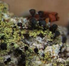 Attēlu rezultāti vaicājumam “Calicium adspersum”