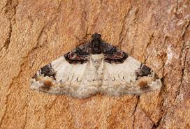 Attēlu rezultāti vaicājumam “Catarhoe cuculata”